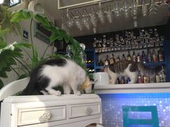 -Sirena海妖日咖夜酒