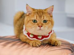 -COLOR PETS 撸猫馆·购猫·猫咖(长风大悦城店)