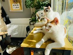 -平行世界·猫咖(首经贸店)