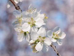 -桃花堤公园