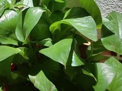 -胡家大厨(西三庄店)