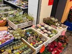 -溪岸路花鸟市场