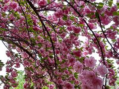 -莲花池公园