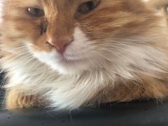-平行世界·猫咖(首经贸店)