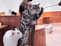 -有猫主题·治愈系猫咖(曾厝垵店)