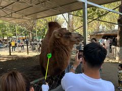 -长白岛森林公园