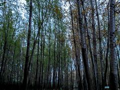 -林间山庄