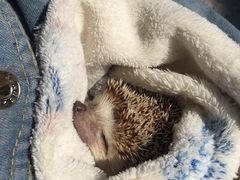 -彩虹桥宠物火化殡葬善终服务(金乐大厦店)