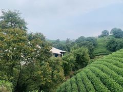 -帐篷客·溪龙茶谷度假酒店