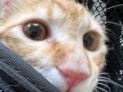 -爱诺耐芙动物医院(万博店)