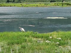 -腾冲北海湿地