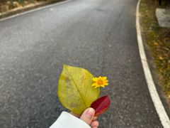 -广州白江湖森林公园