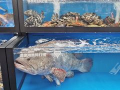 -盒马X会员店(王府井奥莱UP TOWN店)