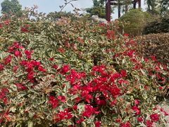 -东莞植物园
