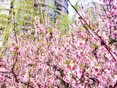 -新湖明珠城