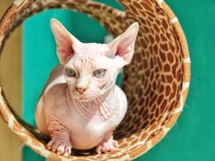 无毛猫芝士-飞行喵MR PILOT|猫舍·猫咖(静安大融城店)