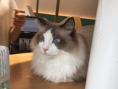 -飞行喵MR PILOT|猫舍·猫咖(静安大融城店)