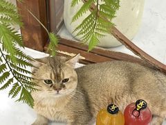 -共舞时光猫咖·狗咖(新街口店)