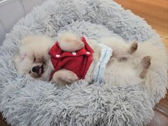 -汪说·狗咖·拼豆·宠物周边DIY(旺城大厦店)