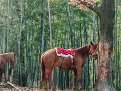 -终南山古楼观历史文化景区