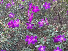 -南国桃园旅游度假区