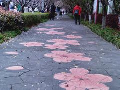 -高东镇樱花园