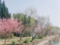 -无锡蠡湖国家湿地公园-蠡园