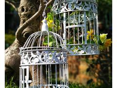 -桂林市花鸟市场