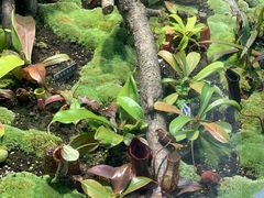 -国家植物园南园