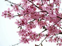 -天适樱花悠乐园
