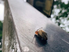-都江堰普照寺