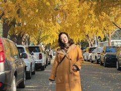 -三里屯东五街银杏大道