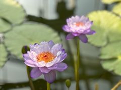 -国家植物园