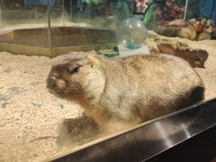 -昆明大悦城未来动物城(螺蛳湾中心店)