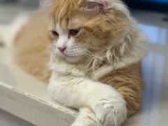 -爱妮康宠物医院·干细胞免疫细胞·肿瘤·心脏(张江店)