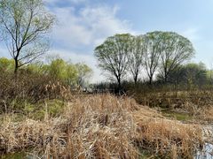 -翠湖国家城市湿地公园