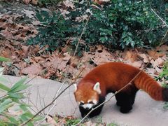 -都江堰中华大熊猫苑