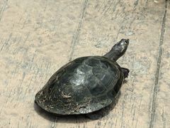 -新加坡飞禽公园