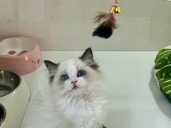 -青奢宠物·青奢猫舍