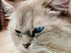 -瞄一喵猫咖(格力海岸店)