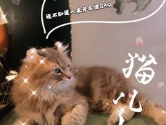 -猫儿山۰猫主题餐厅