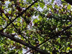 -伊隆斋(什刹海店)