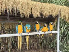 -西霞口神雕山野生动物世界