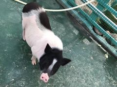 -灵玲国际马戏城