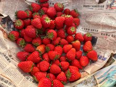 -小鱼草莓采摘园农家乐·小鱼餐厅