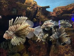 -上海海洋水族馆