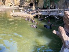 -燕塞湖鸟语林景区