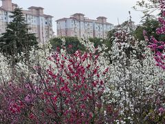 -南汇桃花村