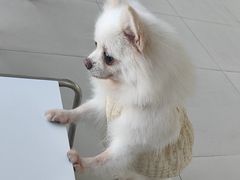 -怪兽屋·羊驼·猫咖·狗咖(俊华广场店)