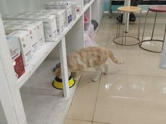 -瑞派动物医院·猫专科·至诚(江南中分院)